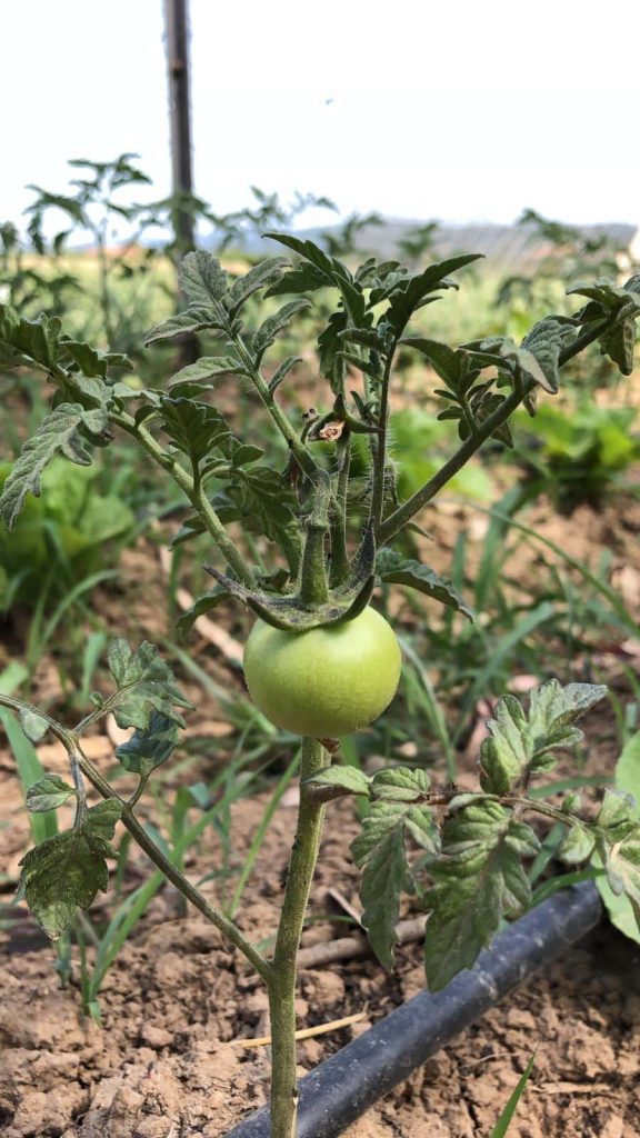 kahvaltı seçenekleri